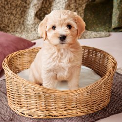 Lille hund i hundekurv af pileflet med bl�d pude