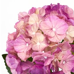 Hortensia - Kunstig - H:50 cm